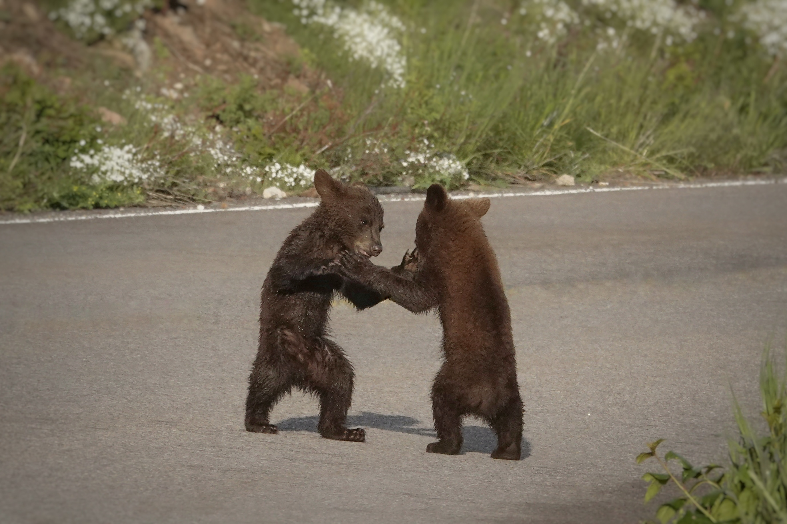 Deux oursons jouant sur la route à Waterton Lakes